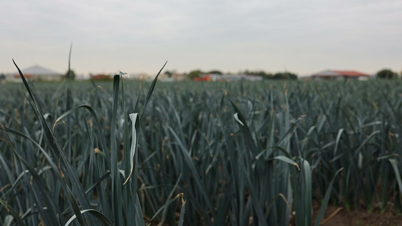 Feld mit Lauch